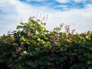 Sustainable Agriculture as a Key Driver of Long-Term Growth